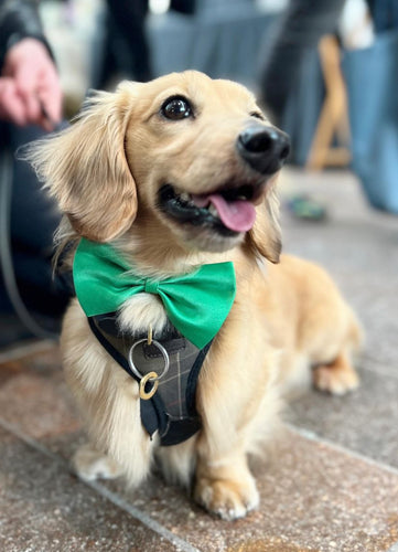 SAMPLE SALE: Pet bow tie in multiple colour options